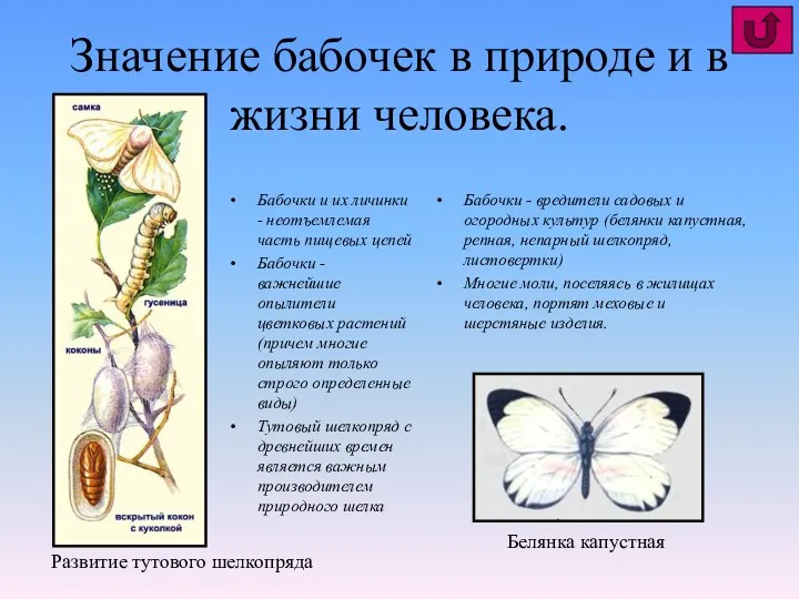 Значение бабочек в природе и в жизни человека. Бабочки и