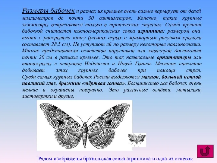 Размеры бабочек и размах их крыльев очень сильно варьирует от