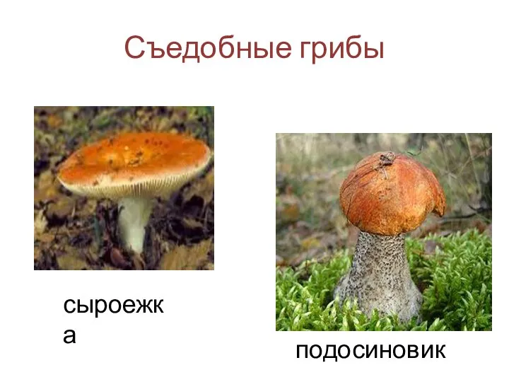 Съедобные грибы сыроежка подосиновик