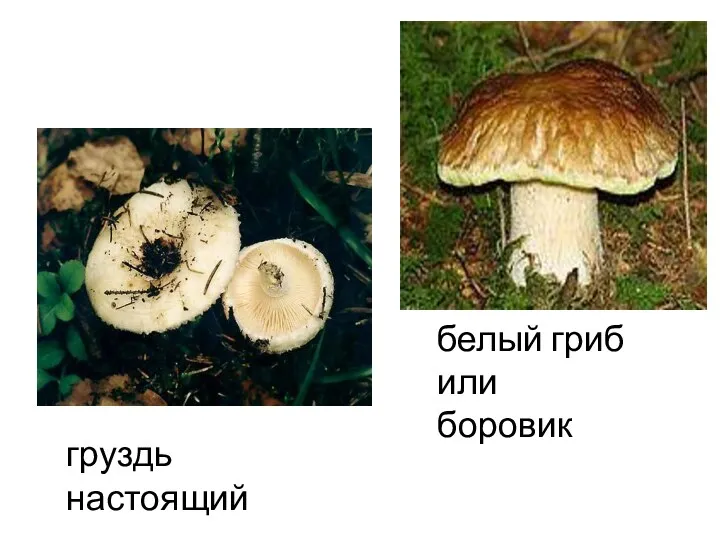 груздь настоящий белый гриб или боровик