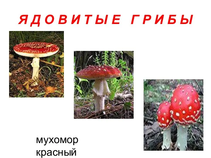 Я Д О В И Т Ы Е Г Р И Б Ы мухомор красный