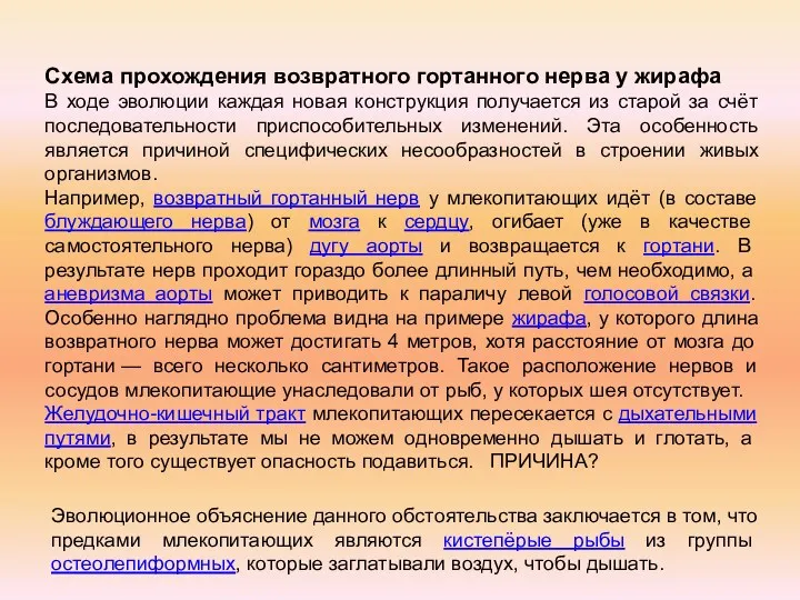 Схема прохождения возвратного гортанного нерва у жирафа В ходе эволюции