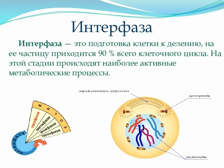 Интерфаза Интерфаза — это подготовка клетки к делению, на ее