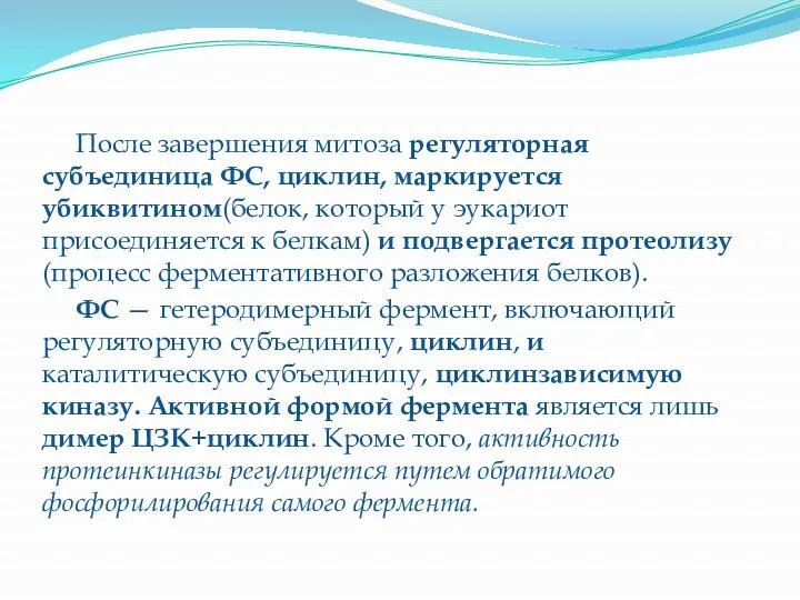 После завершения митоза регуляторная субъединица ФС, циклин, маркируется убиквитином(белок, который