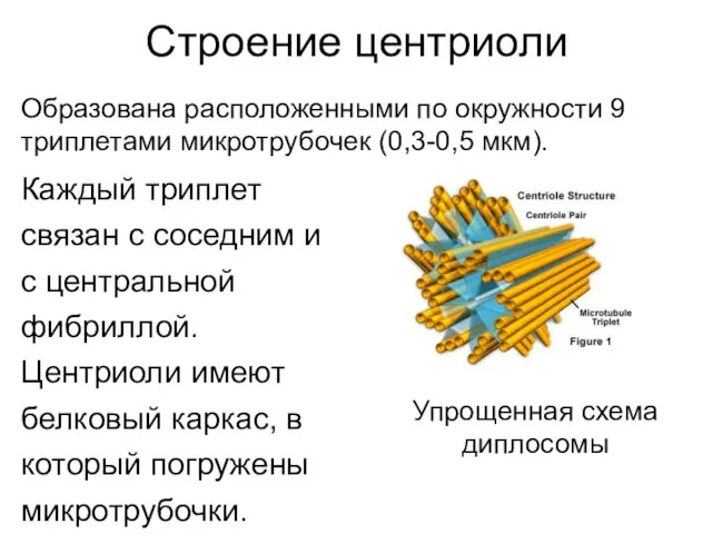 Строение центриоли Каждый триплет связан с соседним и с центральной