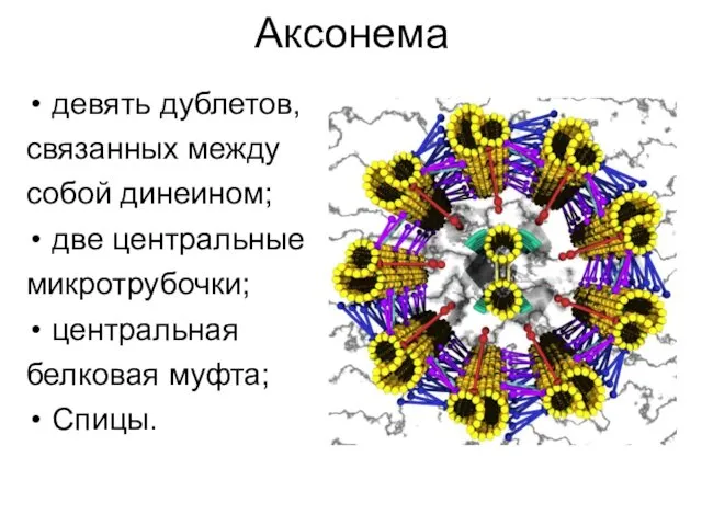 Аксонема девять дублетов, связанных между собой динеином; две центральные микротрубочки; центральная белковая муфта; Спицы.