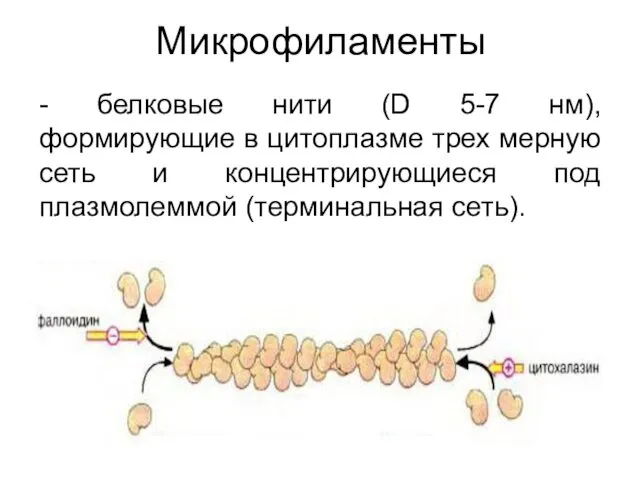 Микрофиламенты - белковые нити (D 5-7 нм), формирующие в цитоплазме трех мерную сеть