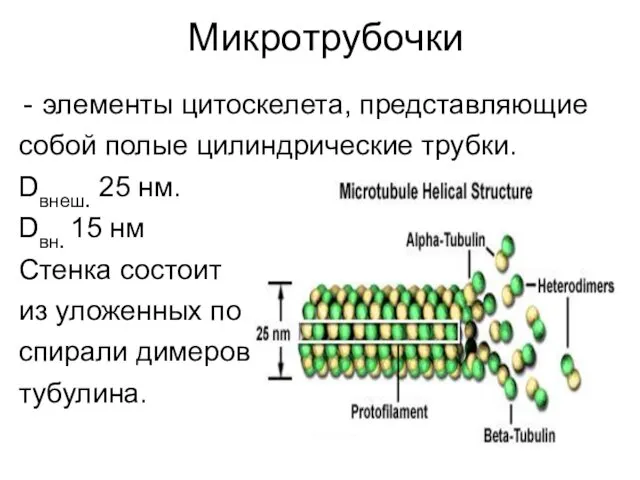 Микротрубочки элементы цитоскелета, представляющие собой полые цилиндрические трубки. Dвнеш. 25 нм. Dвн. 15