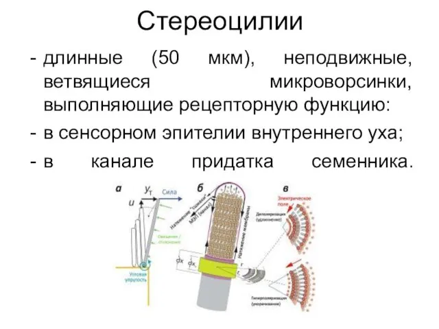 Стереоцилии длинные (50 мкм), неподвижные, ветвящиеся микроворсинки, выполняющие рецепторную функцию: в сенсорном эпителии