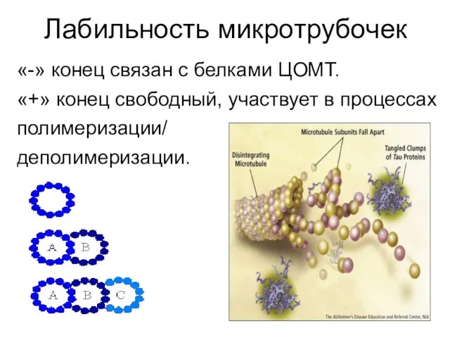 Лабильность микротрубочек «-» конец связан с белками ЦОМТ. «+» конец свободный, участвует в процессах полимеризации/ деполимеризации.