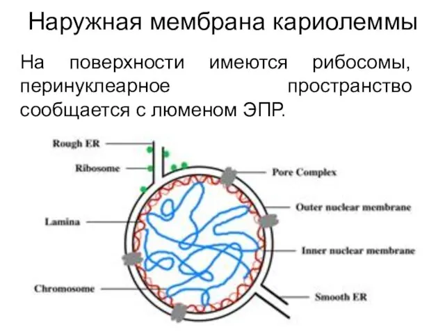 Наружная мембрана кариолеммы На поверхности имеются рибосомы, перинуклеарное пространство сообщается с люменом ЭПР.