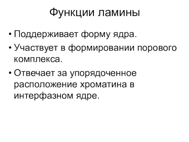 Функции ламины Поддерживает форму ядра. Участвует в формировании порового комплекса.