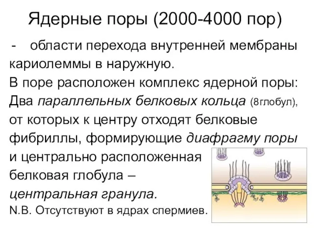 области перехода внутренней мембраны кариолеммы в наружную. В поре расположен комплекс ядерной поры: