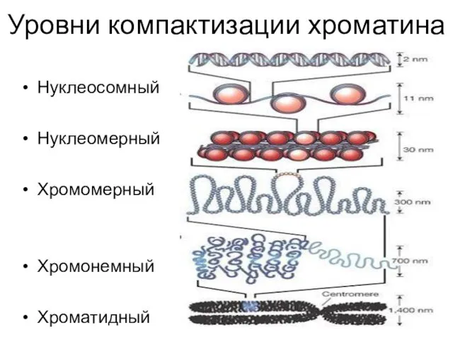 Уровни компактизации хроматина Нуклеосомный Нуклеомерный Хромомерный Хромонемный Хроматидный