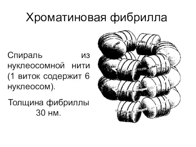 Хроматиновая фибрилла Спираль из нуклеосомной нити (1 виток содержит 6 нуклеосом). Толщина фибриллы 30 нм.