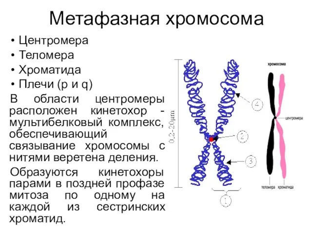 Метафазная хромосома Центромера Теломера Хроматида Плечи (р и q) В области центромеры расположен