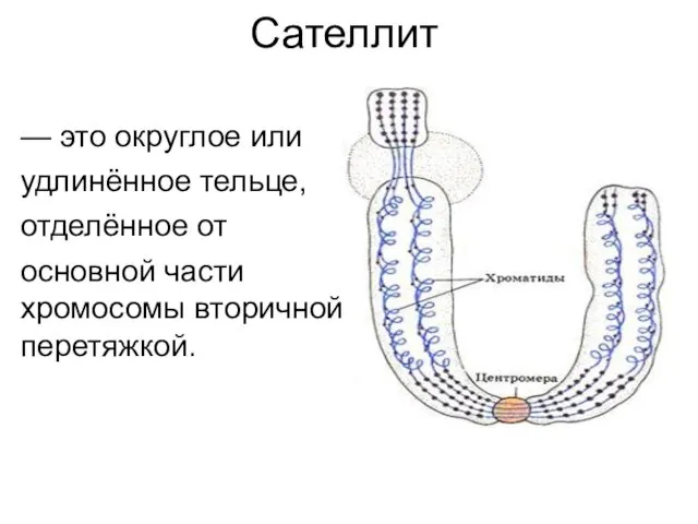 Сателлит — это округлое или удлинённое тельце, отделённое от основной части хромосомы вторичной перетяжкой.