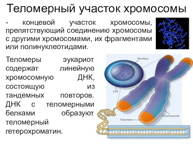 Теломерный участок хромосомы - концевой участок хромосомы, препятствующий соединению хромосомы с другими хромосомами,