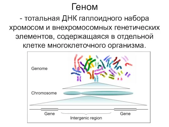 Геном - тотальная ДНК гаплоидного набора хромосом и внехромосомных генетических элементов, содержащаяся в
