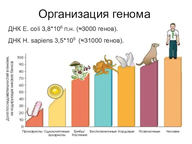 Организация генома ДНК Е. coli 3,8*106 п.н. (≈3000 генов). ДНК Н. sapiens 3,5*109 (≈31000 генов).