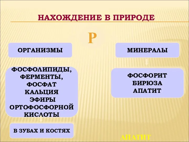 Р ОРГАНИЗМЫ МИНЕРАЛЫ ФОСФОЛИПИДЫ, ФЕРМЕНТЫ, ФОСФАТ КАЛЬЦИЯ ЭФИРЫ ОРТОФОСФОРНОЙ КИСЛОТЫ