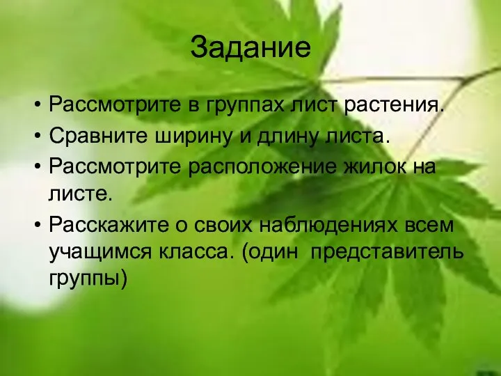 Задание Рассмотрите в группах лист растения. Сравните ширину и длину листа. Рассмотрите расположение