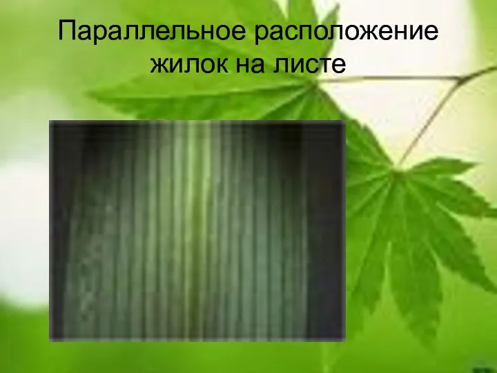 Параллельное расположение жилок на листе