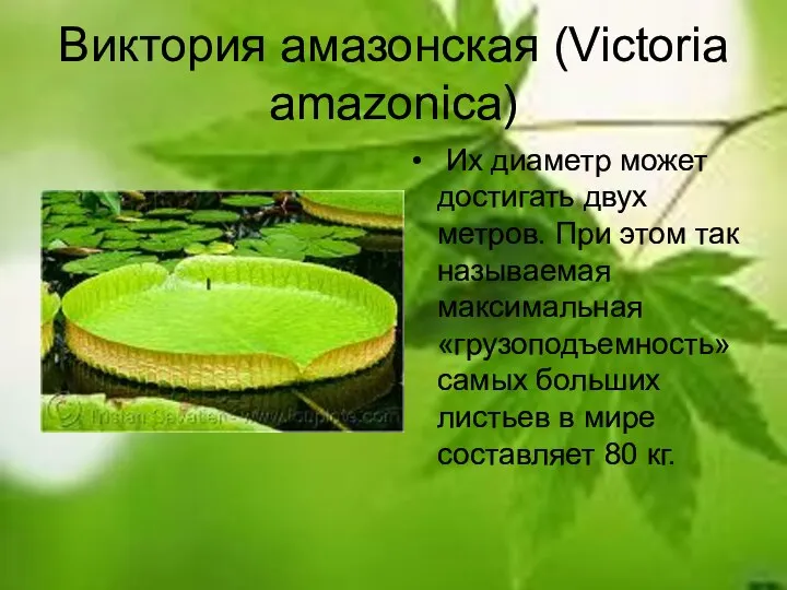 Виктория амазонская (Victoria amazonica) Их диаметр может достигать двух метров. При этом так