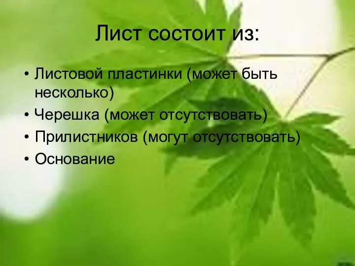 Лист состоит из: Листовой пластинки (может быть несколько) Черешка (может отсутствовать) Прилистников (могут отсутствовать) Основание