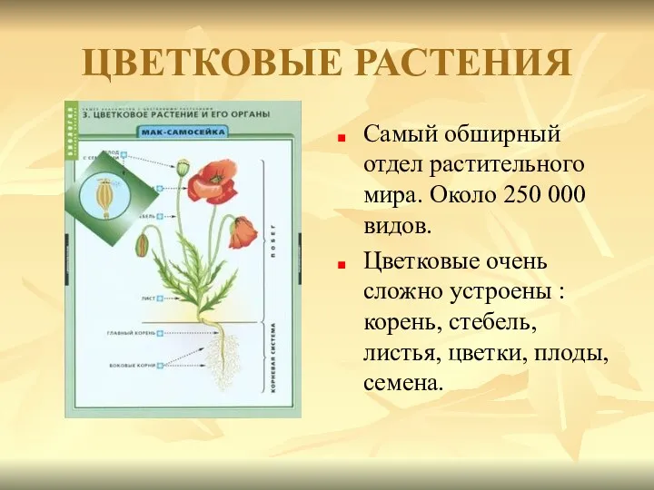 ЦВЕТКОВЫЕ РАСТЕНИЯ Самый обширный отдел растительного мира. Около 250 000