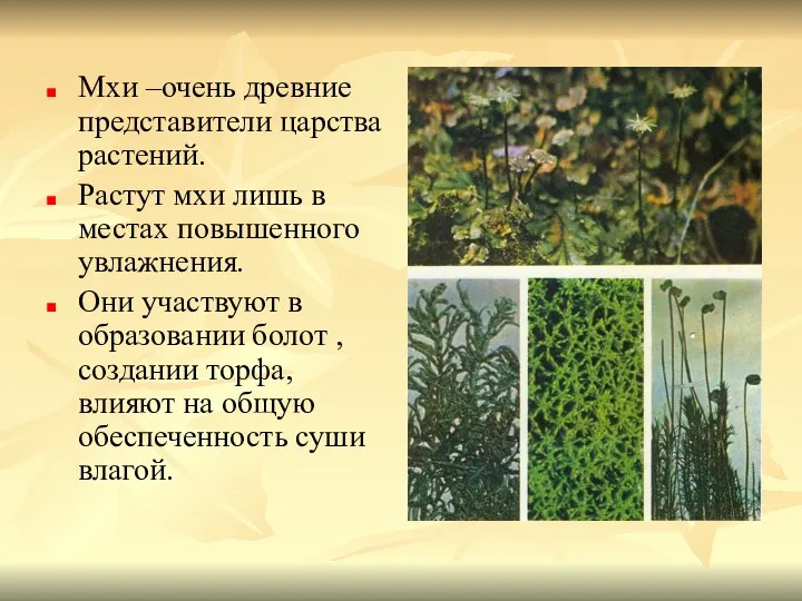 Мхи –очень древние представители царства растений. Растут мхи лишь в