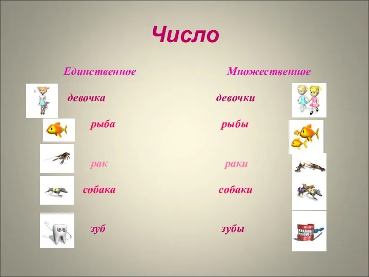 Число Единственное девочка рыба рак собака зуб Множественное девочки рыбы раки собаки зубы