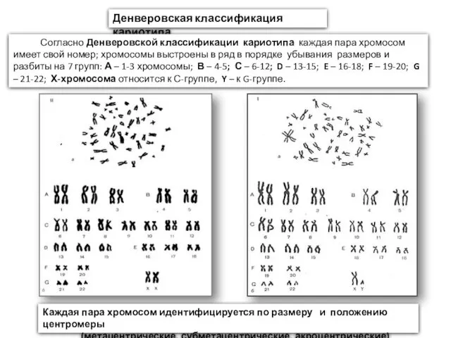 Денверовская классификация кариотипа Согласно Денверовской классификации кариотипа каждая пара хромосом