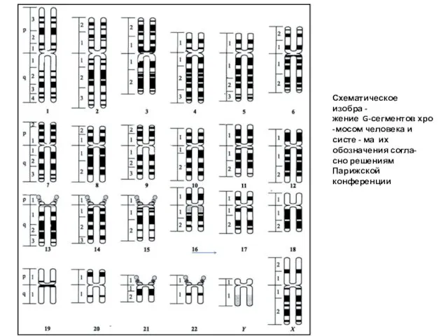 Схематическое изобра - жение G-сегментов хро -мосом человека и систе