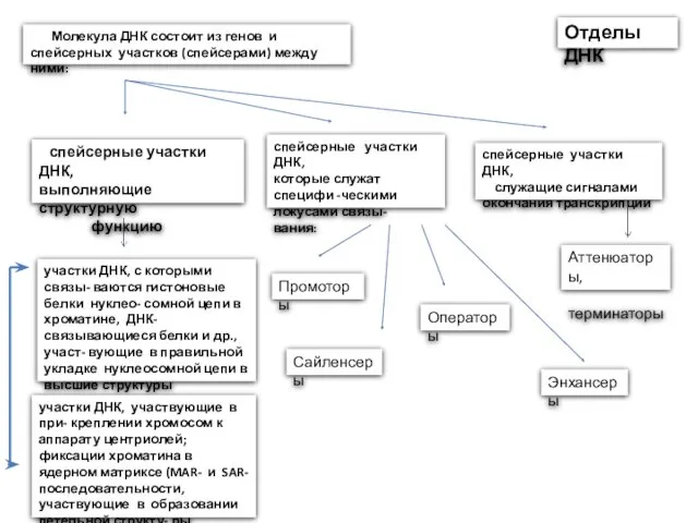 Отделы ДНК Молекула ДНК состоит из генов и спейсерных участков