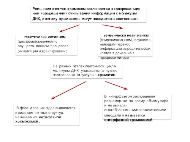 Роль компонентов хромосом заключается в «разрешении» или «запрещении» считывания информации