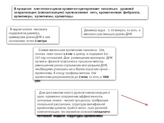 В процессе клеточного цикла хроматин претерпевает несколько уровней спирализации (компактизации):