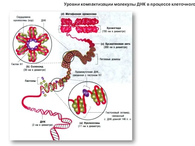 Уровни компактизации молекулы ДНК в процессе клеточного цикла