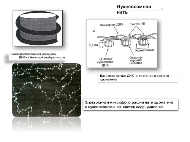 Схема расположения молекулы ДНК на белковой глобуле – коре Взаимодействие