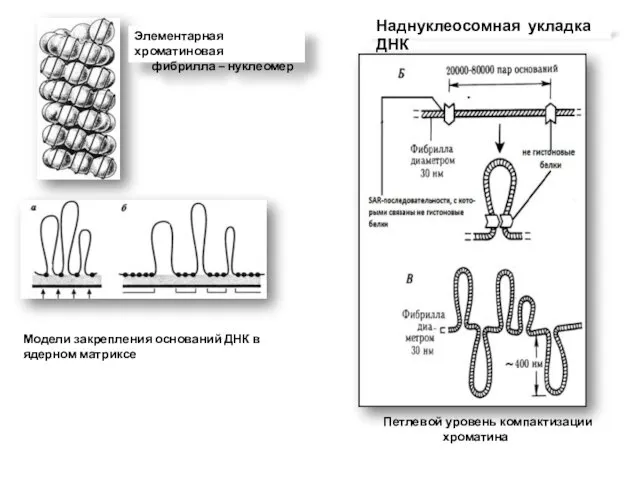 Наднуклеосомная укладка ДНК Элементарная хроматиновая фибрилла – нуклеомер Петлевой уровень