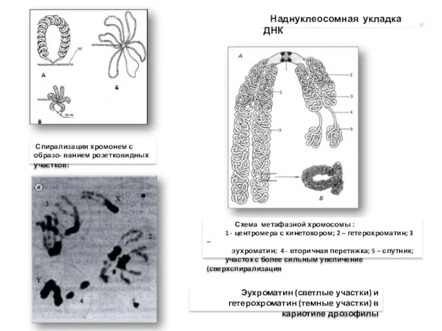 Спирализация хромонем с образо- ванием розетковидных участков: Эухроматин (светлые участки)