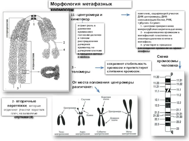 Морфология метафазных хромосом 11 - центромера и кинетохор играет роль
