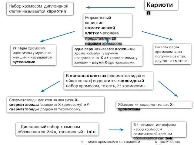 Нормальный кариотип соматической клетки человека представлен 23 парами хромосом Набор