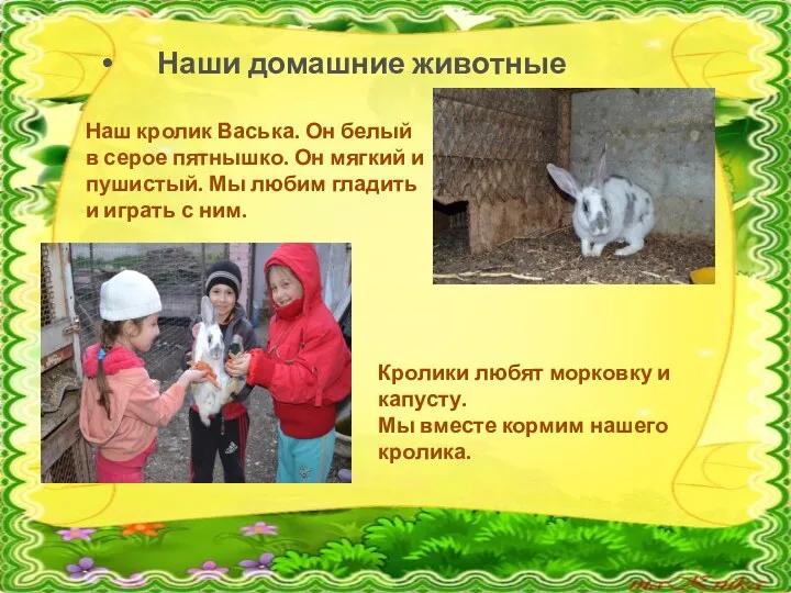 Наши домашние животные Наш кролик Васька. Он белый в серое пятнышко. Он мягкий