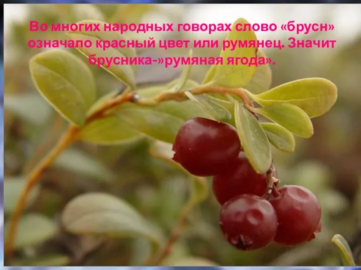 Во многих народных говорах слово «брусн» означало красный цвет или румянец. Значит брусника-»румяная ягода».