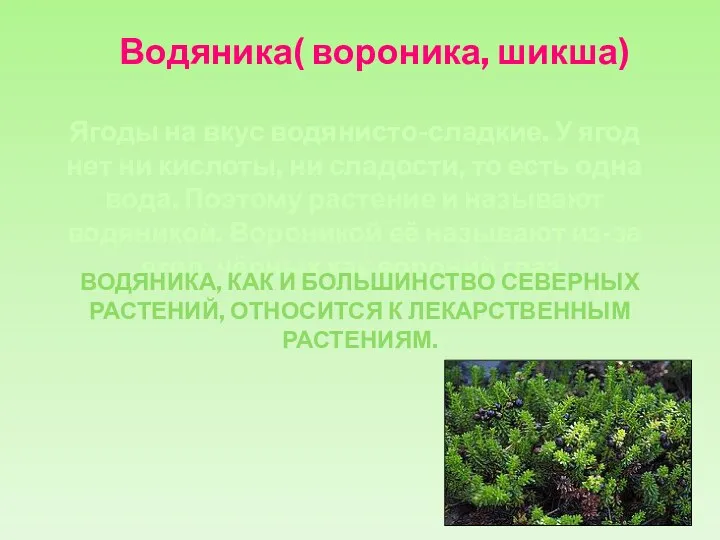 Водяника( вороника, шикша) Ягоды на вкус водянисто-сладкие. У ягод нет