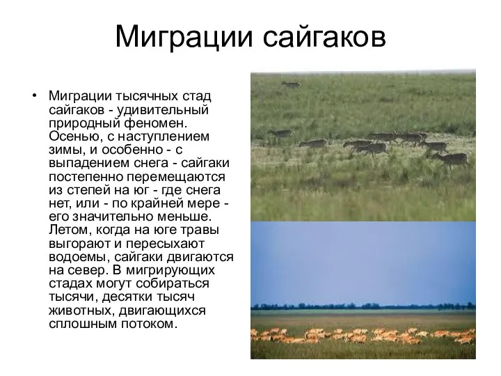 Миграции сайгаков Миграции тысячных стад сайгаков - удивительный природный феномен.
