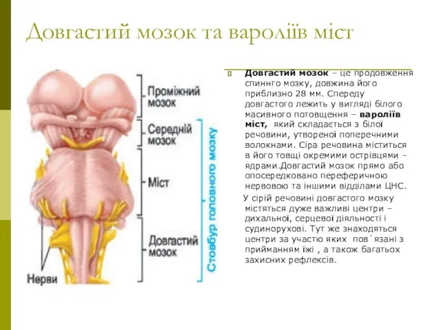 Довгастий мозок та вароліїв міст Довгастий мозок – це продовження спиннго мозку, довжина