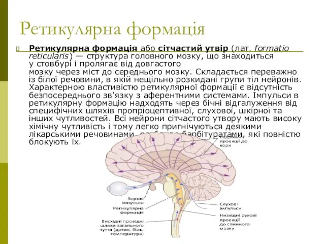 Ретикулярна формація Ретикулярна формація або сітчастий утвір (лат. formatio reticularis)