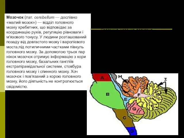 мозочок Кора мозочку Сіра речовина мозочка утворює кору. Поверхня мозочка поділена поперечними борознами.